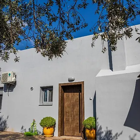 Old Olive Tree